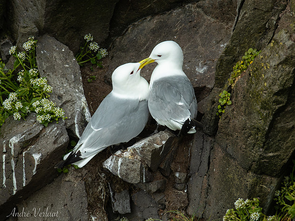 Drieteenmeeuw / Black-legged Kittiwake - Látrabjarg