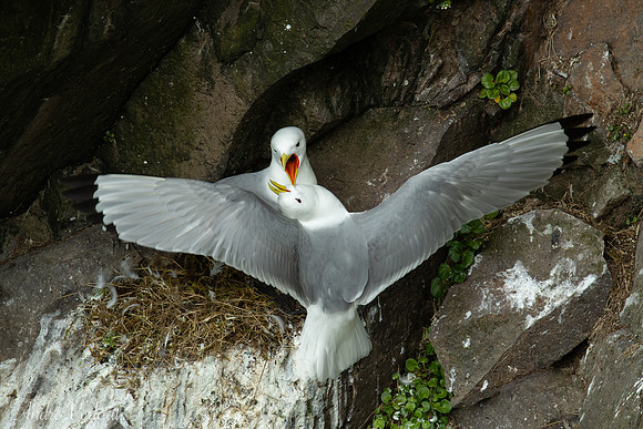 Drieteenmeeuw / Black-legged Kittiwake - Látrabjarg