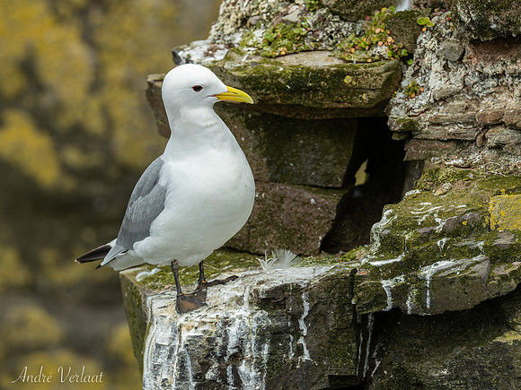 Drieteenmeeuw / Black-legged Kittiwake - Látrabjarg