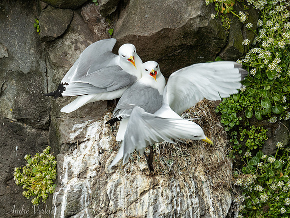 Drieteenmeeuw / Black-legged Kittiwake - Látrabjarg