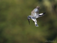 Pied Kingfisher / Bonte IJsvogel