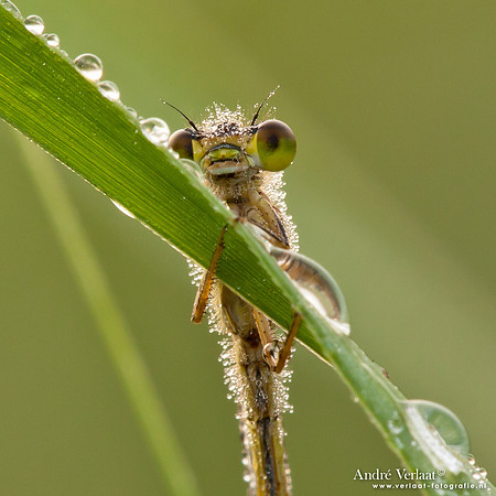 Houtpantserjuffer / Willow Emerald Damselfly - Wognum