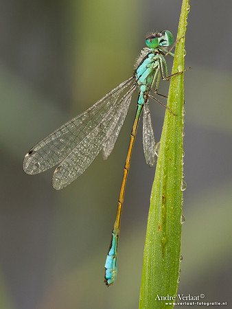 Lantaarntje / Blue-tailed Damselfly - Wognum