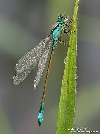 Lantaarntje / Blue-tailed Damselfly - Wognum