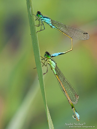 Lantaarntje / Blue-tailed Damselfly - Wognum