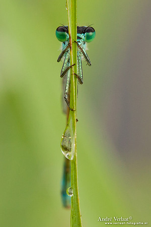 Lantaarntje / Blue-tailed Damselfly - Wognum