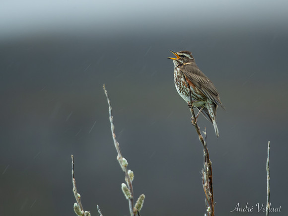 Koperwiek / Iceland Redwing - Drangsnes