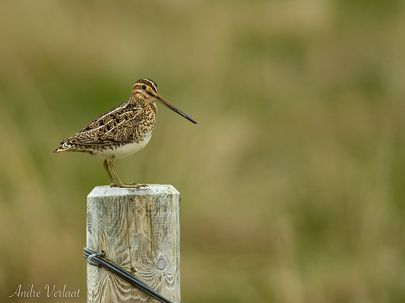 Watersnip / Common Snipe - Hofsós