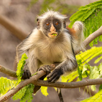 Zanzibar Red colobus / Zanzibarfranjeaap