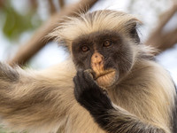 Zanzibar Red colobus / Zanzibarfranjeaap - Jozani Chwake Bay National Park, Zanzibar
