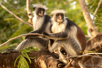 Zanzibar Red colobus / Zanzibarfranjeaap - Jozani Chwake Bay National Park, Zanzibar