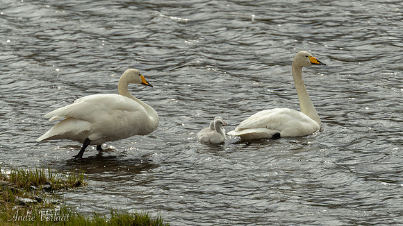 Wilde Zwaan / Whooper Swan - Hofsós