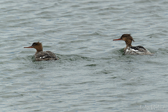 Middelste Zaagbek / Red-breasted Merganser - Hofsós