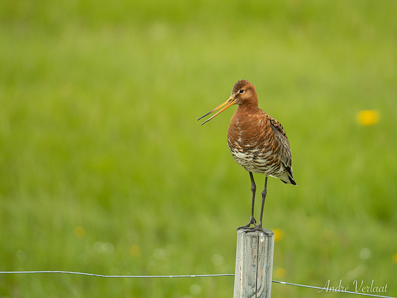 IJslandse Grutto / Black-tailed Godwit (islandica) - Road 82