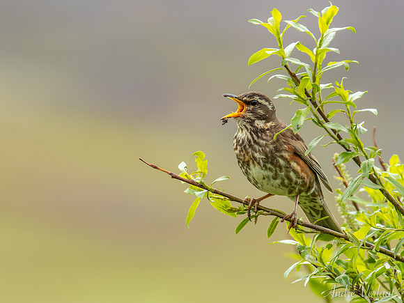Koperwiek / Icelandic Redwing - Road 82