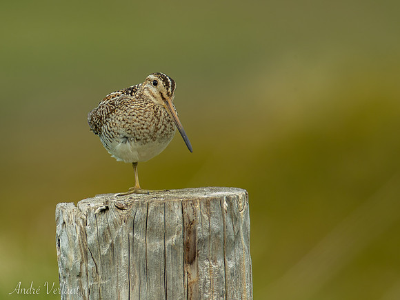 Watersnip / Common Snipe - Road 82