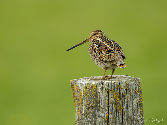 Watersnip / Common Snipe - Road 82