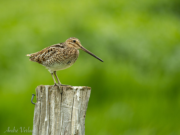 Watersnip / Common Snipe - Road 82