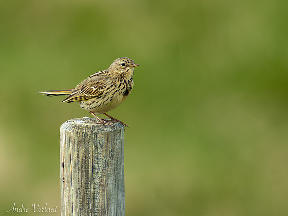 Graspieper / Meadow Pipit - Road 82