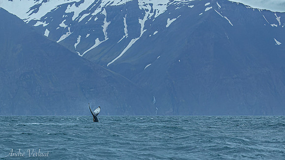 Bultrug Walvis / Northern Atlantic Humback Whale - Husavik