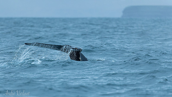 Bultrug Walvis / Northern Atlantic Humback Whale - Husavik