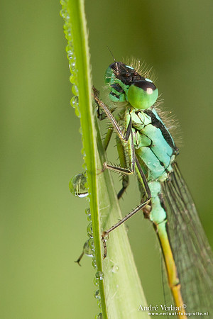 Lantaarntje / Blue-tailed Damselfly - Wognum