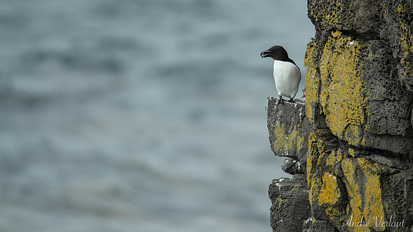 Alk - Razorbill - Látrabjarg