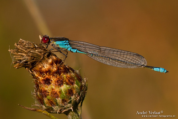 Grote Roodoogjuffer / Red-eyed Damselfly - Wognum