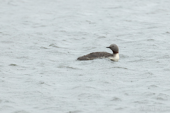 Roodkeelduiker / Red-throated Loon - Tjörnes