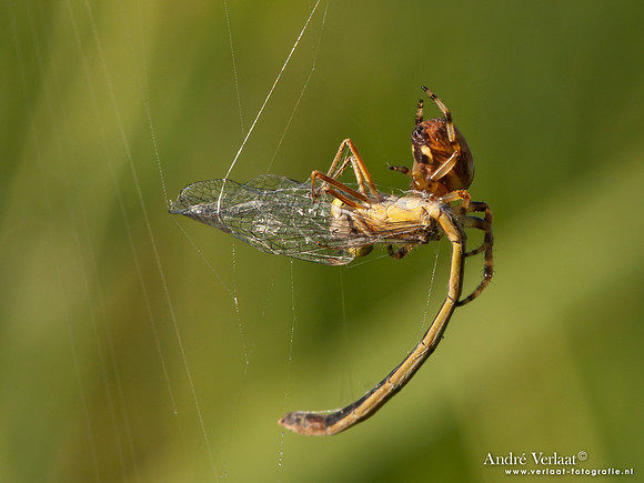 Juffer in spinnenweb / Damselfly in spiderweb - Wognum