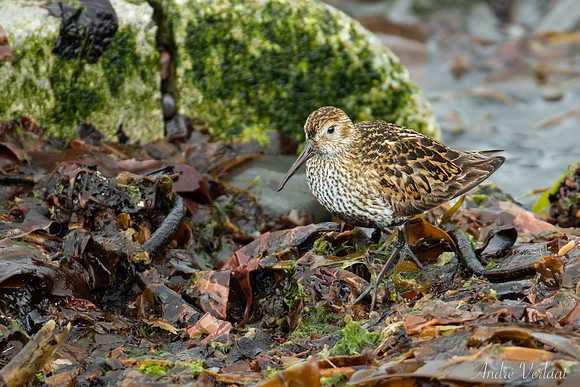 Bonte Strandloper / Dunlin - Raufarhöfn