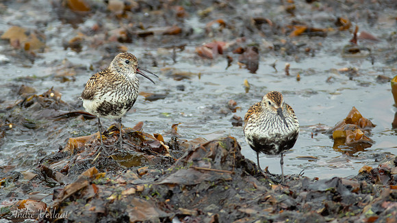 Bonte Strandloper / Dunlin - Raufarhöfn