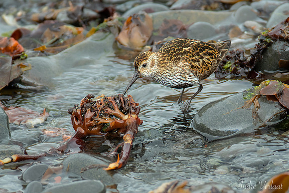 Bonte Strandloper / Dunlin - Raufarhöfn
