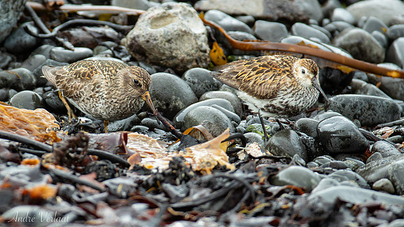 Bonte Strandloper / Dunlin - Raufarhöfn