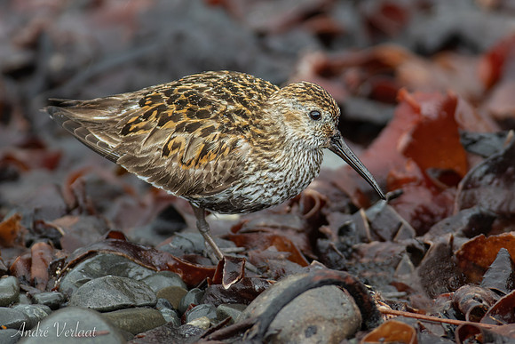 Bonte Strandloper / Dunlin - Raufarhöfn