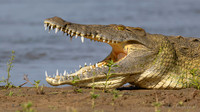 Nile Crocodile / Nijl Krokodil - Rufiji River,  Nyerere Nat. Park