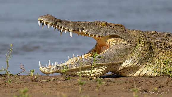 Nile Crocodile / Nijl Krokodil - Rufiji River,  Nyerere Nat. Park