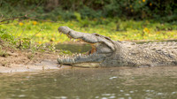 Nile Crocodile / Nijl Krokodil - Rufiji River,  Nyerere Nat. Park