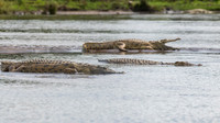 Nile Crocodile / Nijl Krokodil - Rufiji River,  Nyerere Nat. Park