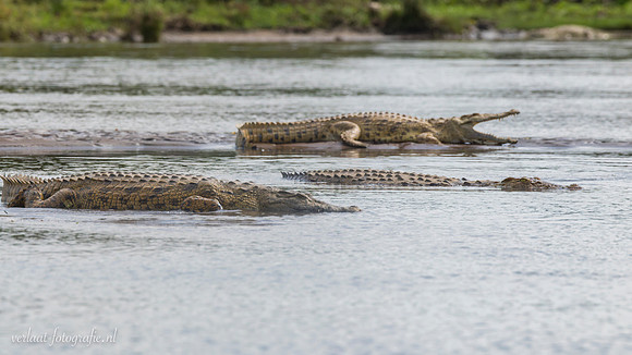 Nile Crocodile / Nijl Krokodil - Rufiji River,  Nyerere Nat. Park