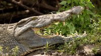 Nile Crocodile / Nijl Krokodil - Rufiji River,  Nyerere Nat. Park