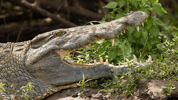 Nile Crocodile / Nijl Krokodil - Rufiji River,  Nyerere Nat. Park