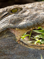 Nile Crocodile / Nijl Krokodil - Rufiji River,  Nyerere Nat. Park