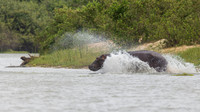 Hippopotamus / Nijlpaard - Rufiji River, Nyerere National Park