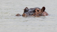 Hippopotamus / Nijlpaard - Rufiji River, Nyerere National Park