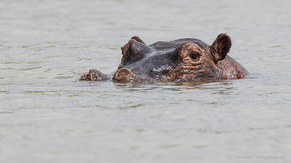 Hippopotamus / Nijlpaard - Rufiji River, Nyerere National Park