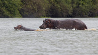 Hippopotamus / Nijlpaard - Rufiji River, Nyerere National Park