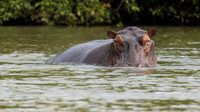 Hippopotamus / Nijlpaard - Rufiji River, Nyerere National Park