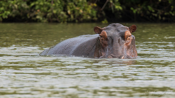 Hippopotamus / Nijlpaard - Rufiji River, Nyerere National Park