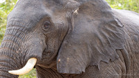 Elephant / Olifant - Rufiji River, Nyerere National Park